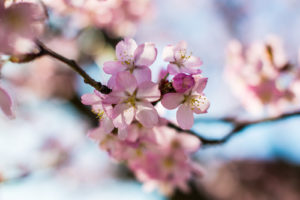 Headerbild Bachblüten