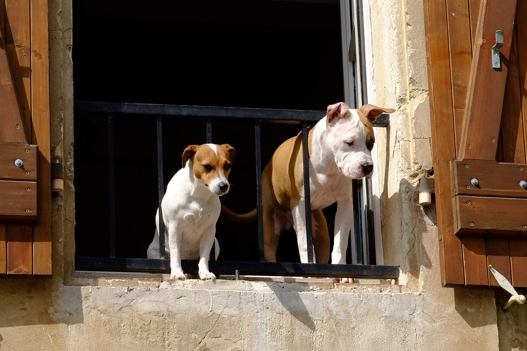 2-hunde-trennung